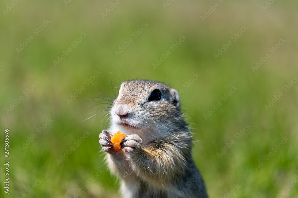 A wild european ground squirrel