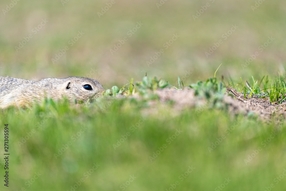 A wild european ground squirrel A wild european ground squirrel