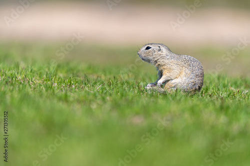 A wild european ground squirrel