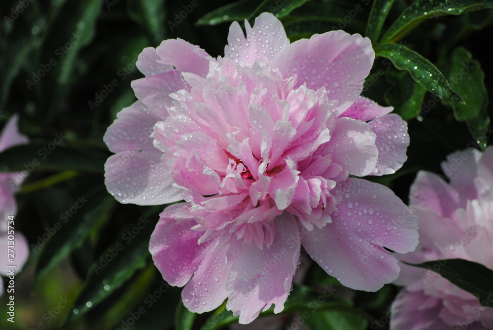 blooming peony in the garden blooming peony in the garden