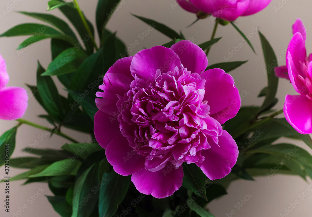 Bright pink peony flowers in bouquet