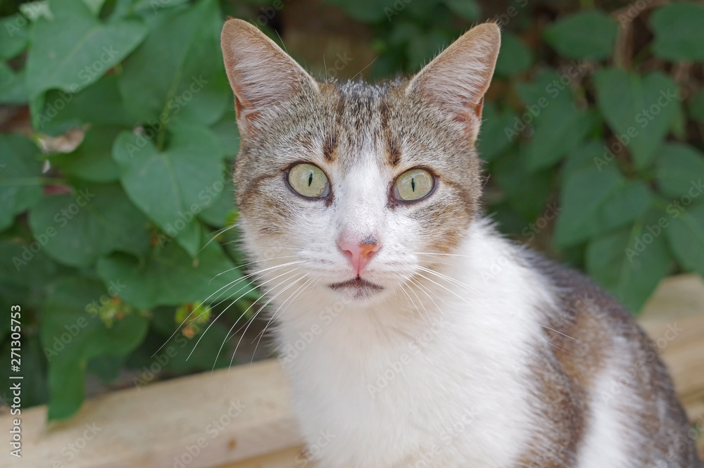 Very pretty cat Very pretty cat