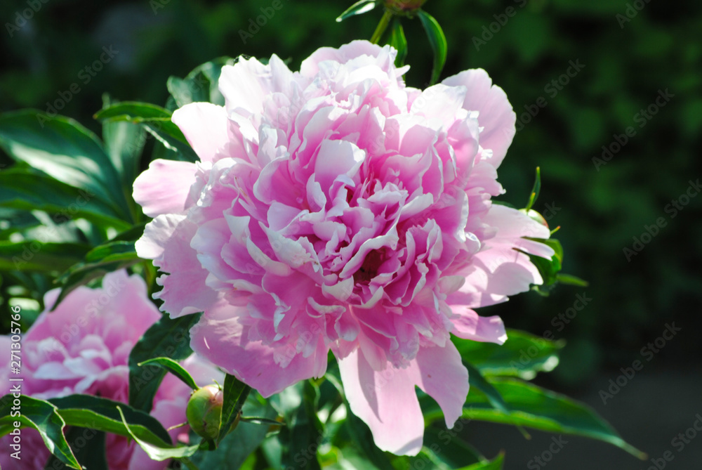 blooming peony in the garden blooming peony in the garden