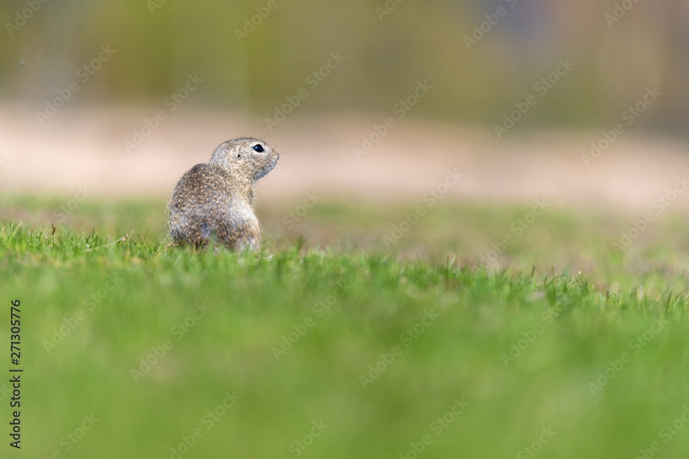 Fototapeta premium A wild european ground squirrel