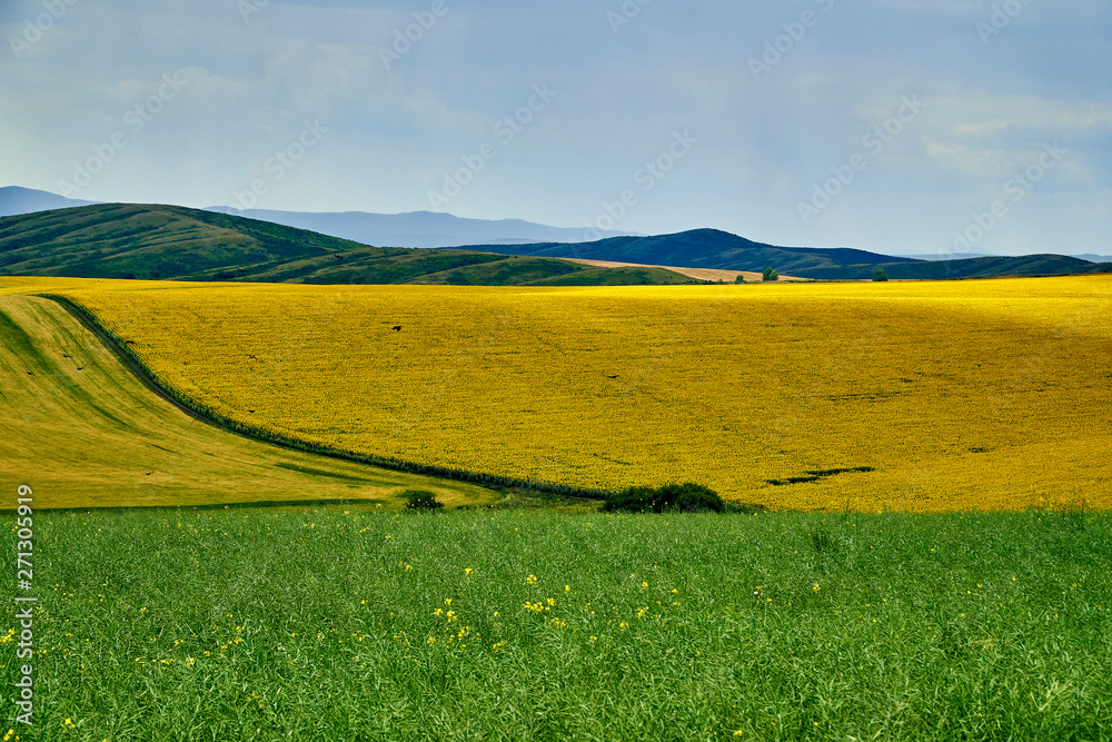 Obraz premium Beautiful panoramic aerial summer view at field of ripe sunflowers before the storm on the Bukhtarma mountains in the valley of the river Irtysh, eastern Kazakhstan