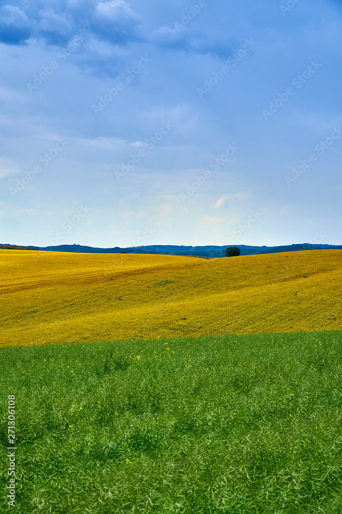 Obraz premium Beautiful panoramic aerial summer view at field of ripe sunflowers before the storm on the Bukhtarma mountains in the valley of the river Irtysh, eastern Kazakhstan