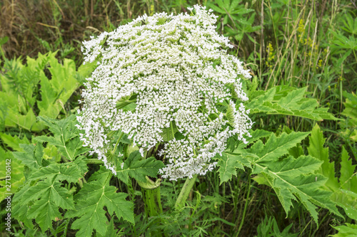 Poisonous plant. Closeup of a white blooming Giant Hogweed or Heracleum plant and its seed heads. Giant blooming hogweed, dangerous to humans. photo