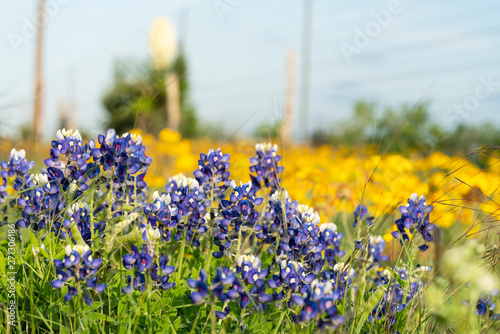Texas Blue Bonnet Flowers with Yellow Buttercups
