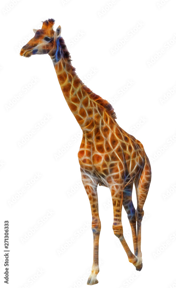 Fototapeta premium beautiful fractal big Giraffe isolated
