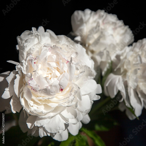 bouquet of white peonies in a transparent vase on a dark background