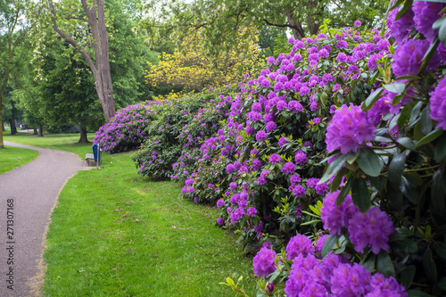 beautiful spring green park with many purple flowers along walk path