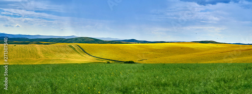 Canvas Print Beautiful panoramic aerial summer view at field of ripe sunflowers before the st