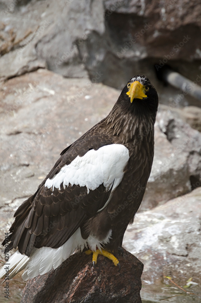 Fototapeta premium Steller's sea eagle, Moscow zoo