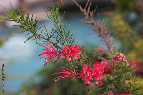 Flowers spring naturel