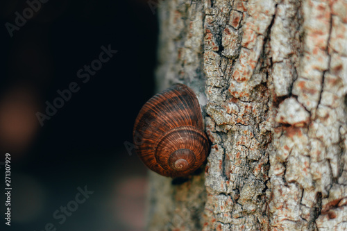 Brown with fine details snail shell pasted on a grey rough tree trunk with copy space – beautiful wildlife in the forest
