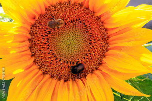 Sunflower, Helianthus, Bumble bee, Geisa, Thuringia, Germany, Europ