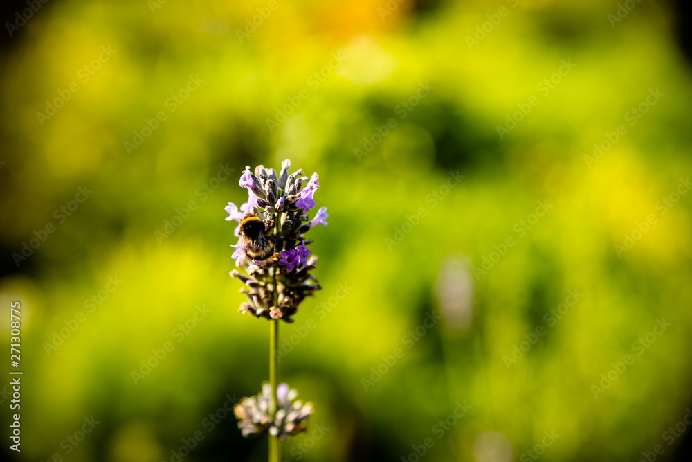 Fototapeta premium Lavender flower head on Bright green natural background.Lavender bushes closeup on sunset. Sunset gleam over purple flowers of lavender. Provence region of france..Copy space.