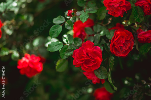 Red roses flower bush in the garden in summer. Love concept. Floristic background and space for text.