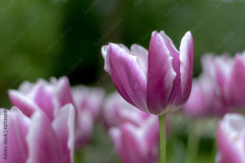 pink tulips in the garden