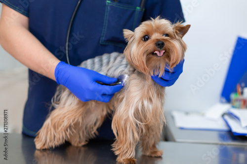 Photography Professional vet doctor examines a small dog breed Yorkshire Terrier using a stethoscope
