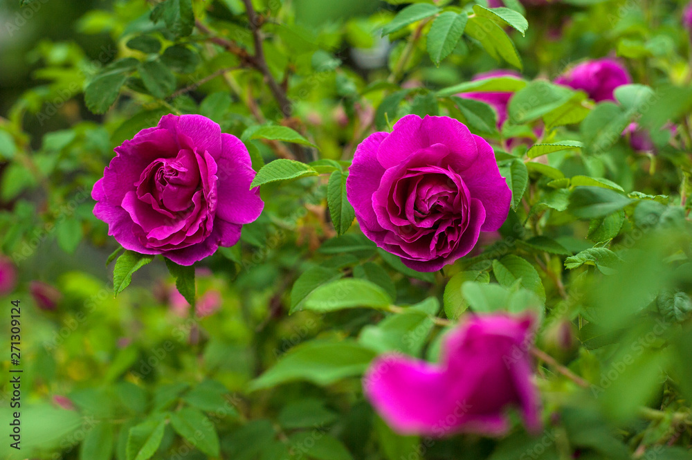 Pink roses with buds on a background of a green bush in the garden. Beautiful pink flowers in the summer garden. Bush of purple roses close up.