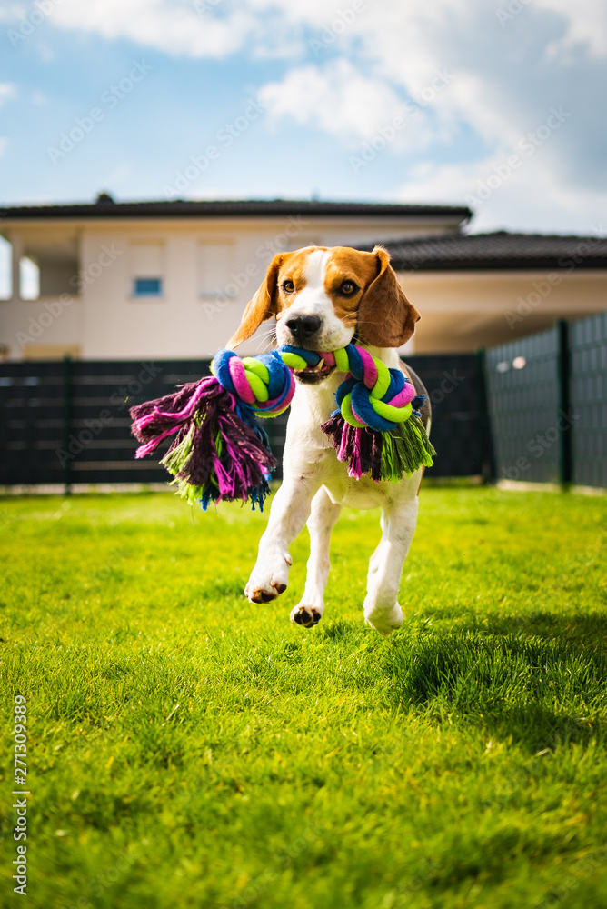 Beagle dog running with a toy in garden, towards the camera - obrazy, fototapety, plakaty 