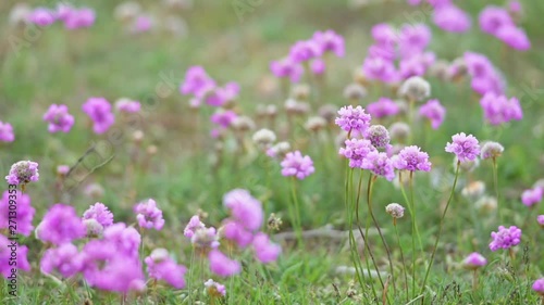 Wildblumen auf einer Wiese in Schweden im Abendlicht. Strand der Nelke photo