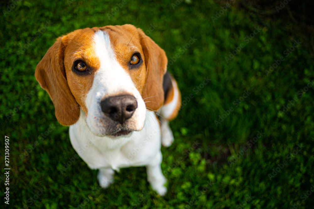 Smart cute beagle dog in park on green grass.