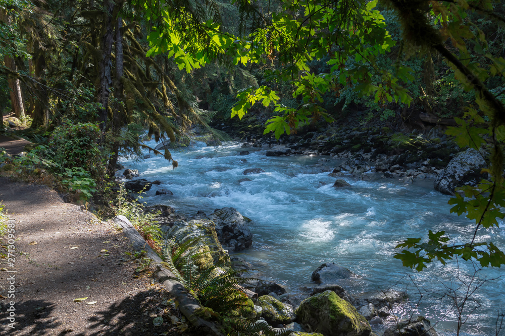 river in forest river in forest