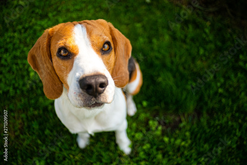 Fototapeta Naklejka Na Ścianę i Meble -  Smart cute beagle dog in park on green grass.