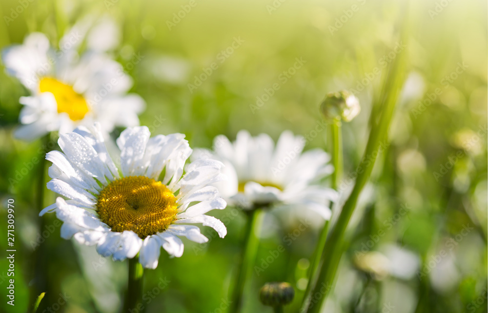 Macro Shot of white daisy flowers in sunset light. Macro Shot of white daisy flowers in sunset light.