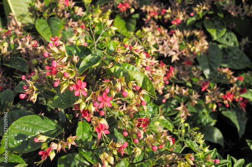 Beautiful Red Flowers Clerodendrum thomsoniae blossom on branches with green leaves background, common name is bleeding glory-bower, glory-bower, bagflower or bleeding-heart vine. photo