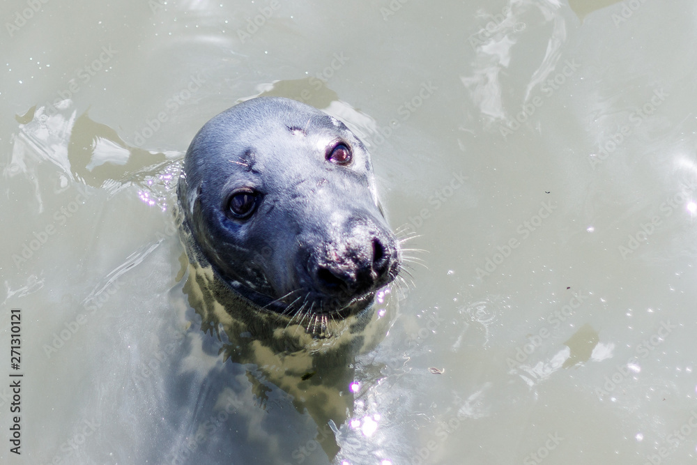Obraz premium Robbe im Wasser
