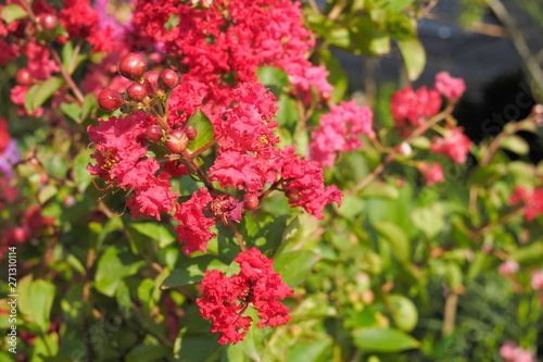 Beautiful red flower Lagerstroemia Blossom on branches with green nature blurred background, also known as crape myrtle or crepe myrtle.