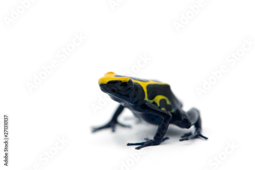 Blue-yellow poison dart frog isolated on white background
