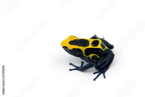 Blue-yellow poison dart frog isolated on white background