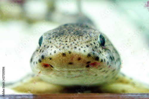 Katzenhai close up - freundlich photo