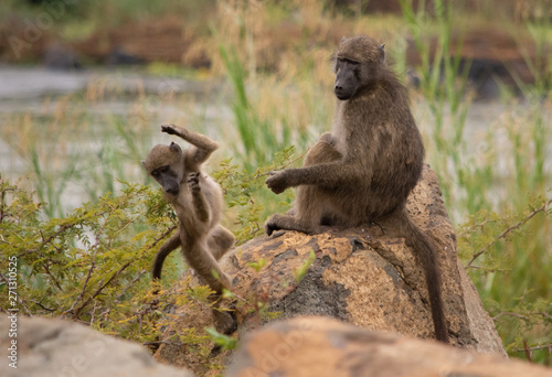 Baboons playing on the rocks by the river with the baby jumping
