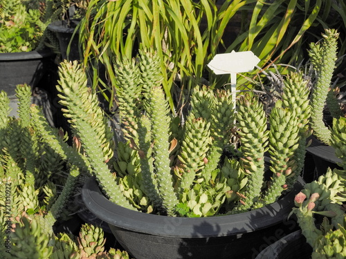 Rattail cactus or disocactus flagelliformis in flower pot decorate in garden with nature background. photo