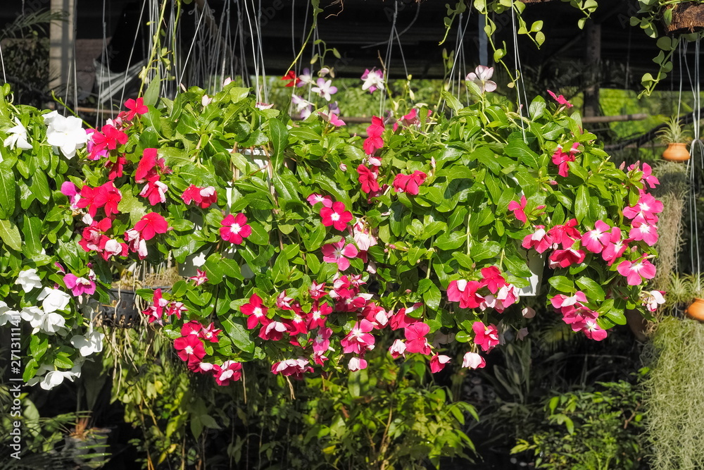 Beautiful red Catharanthus roseus or vinca flowers blossom with green leaves background decorate on flower pot.