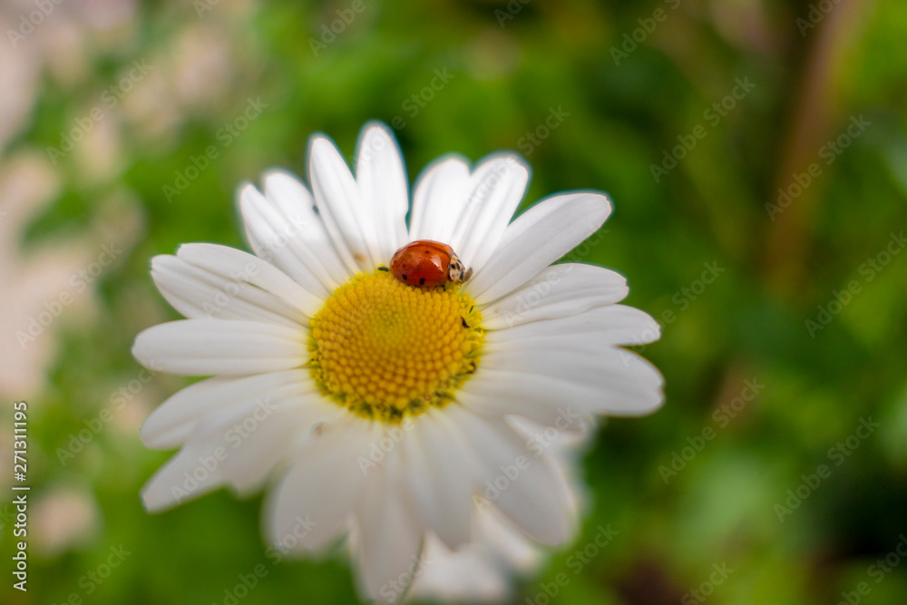 Lucky charm ladybird on a daisy