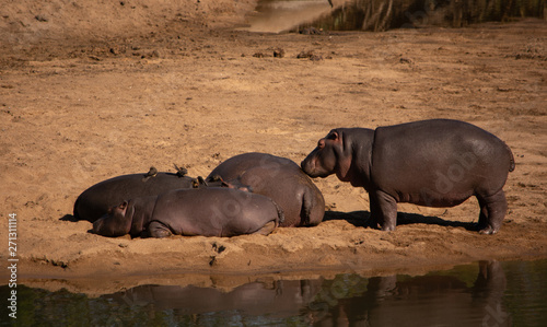 Group of hippo lying on a sandy river bank