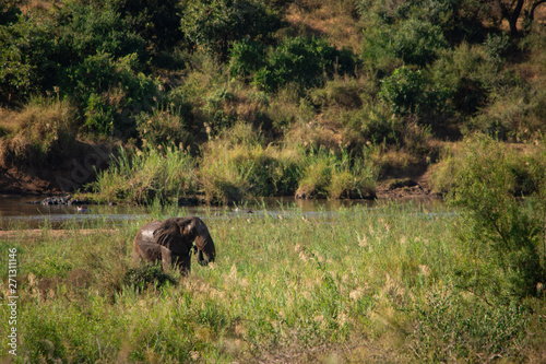 Elephant in the distance at the river © Hislightrq