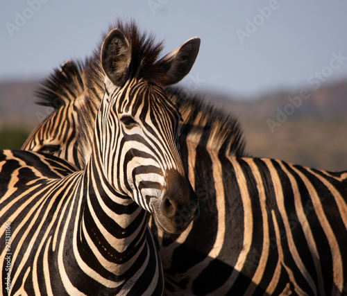 Zebra pair crossed