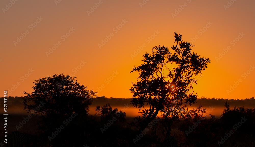 Sunset in the bush with yellow orange glow