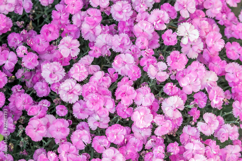 Fototapeta Naklejka Na Ścianę i Meble -  Violette Pfingstnelken als Zierpflanze im eigenen Garten