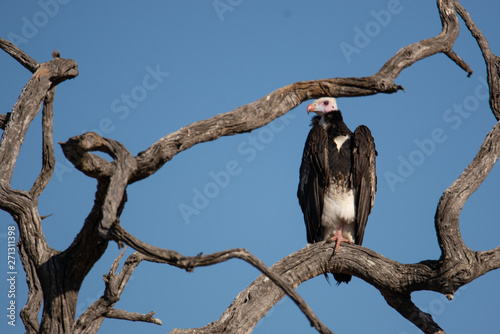 white headed vulture in dead tree photo