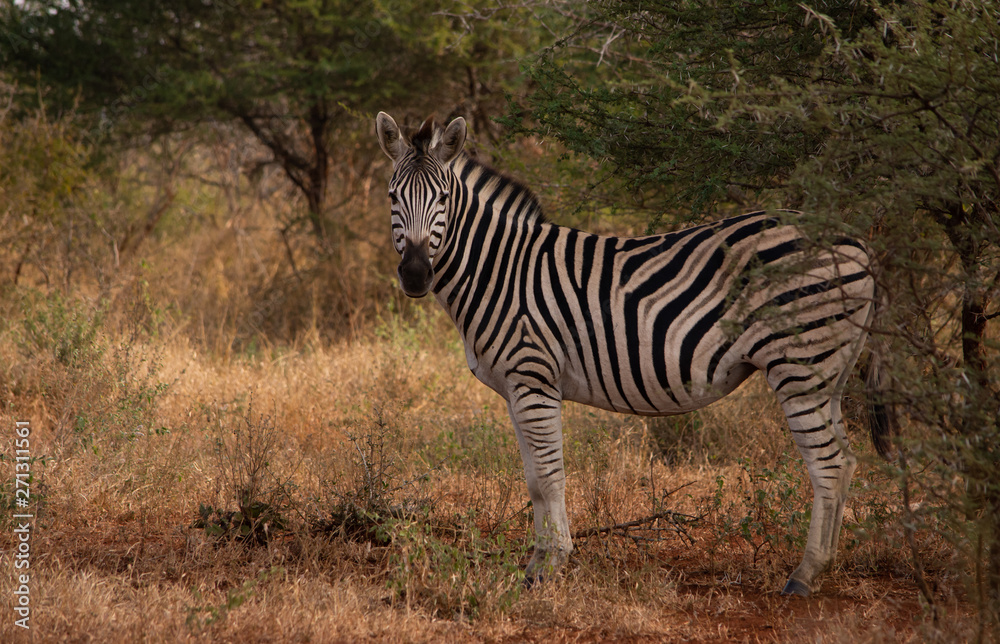 Zebra standing in bush looking towards viewer Zebra standing in bush looking towards viewer