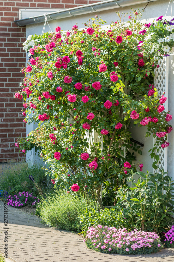 Wunschmotiv: Wunderschöne Dekoration einer Hauswand mit einer großen Kletterrose in einem Blumenbeet