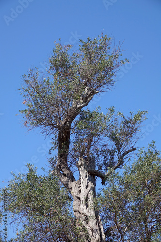 Alter Olivenbaum